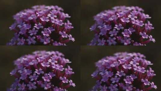 紫色马鞭草高清在线视频素材下载