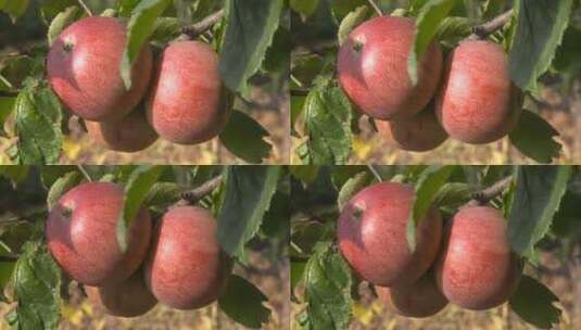 果树 红苹果 成熟 果园 采摘高清在线视频素材下载
