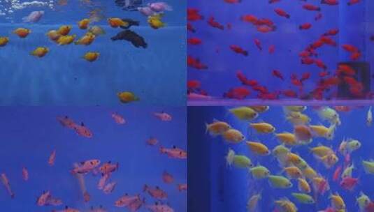 2024广州动物园游览金鱼水族馆高清在线视频素材下载