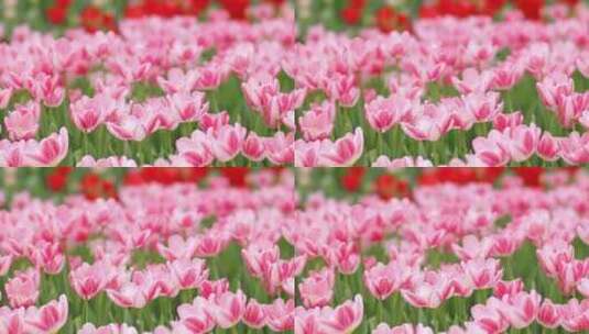 南宁青秀山上的郁金香花盛开特写空镜高清在线视频素材下载
