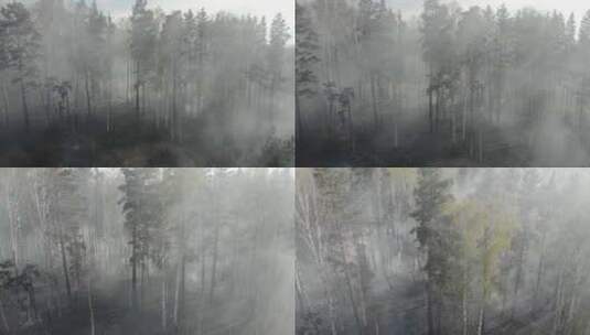 森林火灾后的焦土和树干高清在线视频素材下载