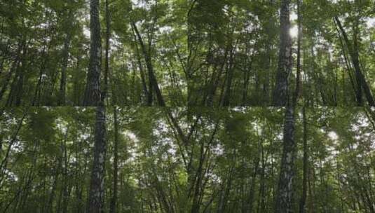 夏天绿色的森林高清在线视频素材下载