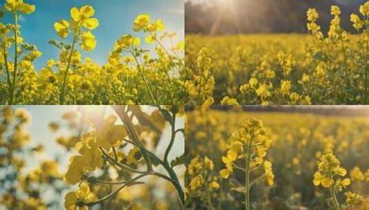 唯美油菜花花海农村乡村振兴庄稼高清在线视频素材下载