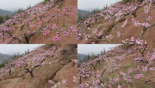 航拍成都龙泉宝狮湖桃花朵朵开高清在线视频素材下载