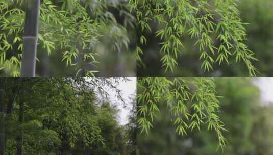 （合集）春风吹动竹林竹叶唯美空镜高清在线视频素材下载