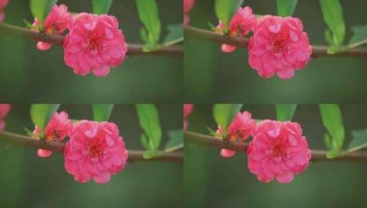 桃花花朵花瓣花开特写高清在线视频素材下载