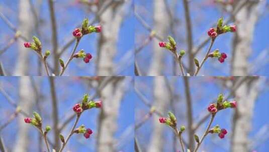 春天含苞待放的樱花花苞特写高清在线视频素材下载