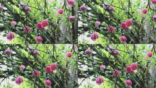 苏州园林艺圃蔷薇花开高清在线视频素材下载