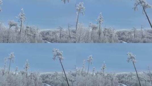 森林雪景大兴安岭银装素裹极寒高清在线视频素材下载