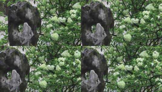 春天园林唯美绿绣球花盛开特写留园春雨春意高清在线视频素材下载