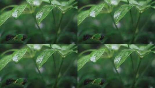 春雷春雨春天绿植雨滴露水水滴2524高清在线视频素材下载