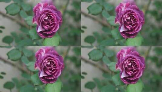 春天美丽的蔷薇花绽放高清在线视频素材下载