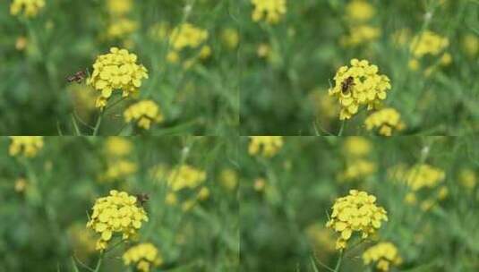 春天盛开的黄色油菜花与采蜜蜜蜂满画幅特写高清在线视频素材下载