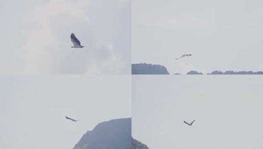 兰卡威海洋公园自然生态老鹰翱翔高清在线视频素材下载
