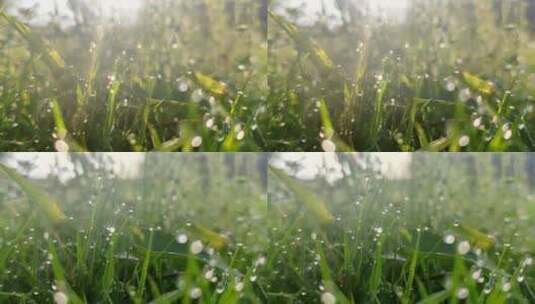 清晨唯美草地雨露逆光唯美日出水滴舒缓抒情高清在线视频素材下载