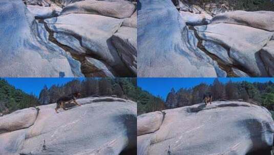 大山巨石之上一条大狼狗/动物萌宠高清在线视频素材下载