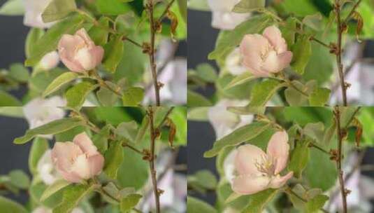 黑色的Quince Blossom Ti高清在线视频素材下载