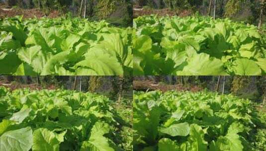 菜园里的有机生态绿色蔬菜高清在线视频素材下载
