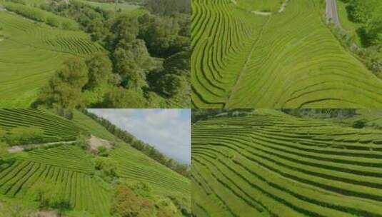 种植园，梯田，茶， Fpv高清在线视频素材下载