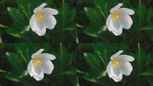 A White Linum Lewits高清在线视频素材下载