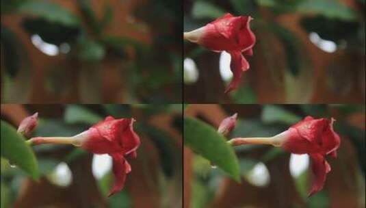 雨后的花草高清在线视频素材下载