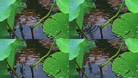 夏季下雨天雨水荷叶雨滴水滴特写高清在线视频素材下载