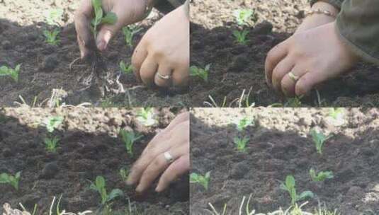 手工种植种子高清在线视频素材下载