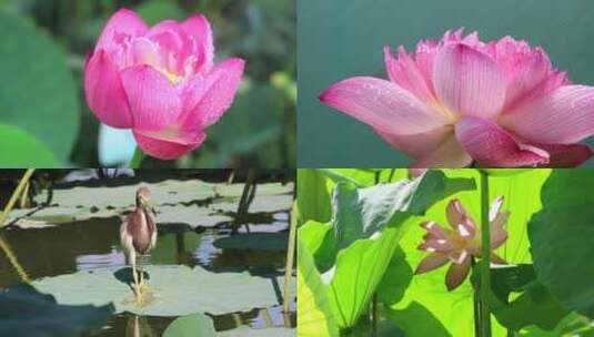 夏日荷花 白莲花 荷叶 莲蓬 池鹭 蜻蜓高清在线视频素材下载