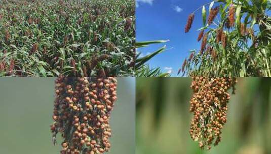 茅台酒原材料高粱种植基地红缨子高粱丰收高清在线视频素材下载