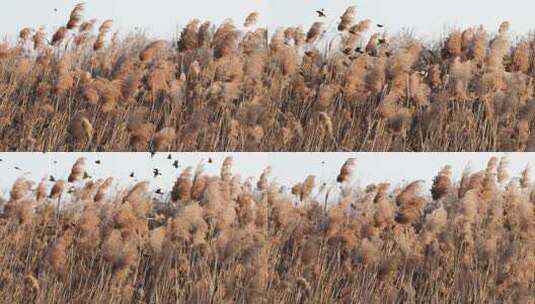 4k芦苇湿地一群惊鸟飞过高清在线视频素材下载