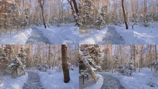 伊春5A景点汤旺河林海奇石景区冬天雪松高清在线视频素材下载