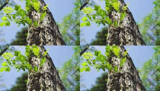 春天生机勃勃树木嫩枝绿叶生长的生命力活力高清在线视频素材下载