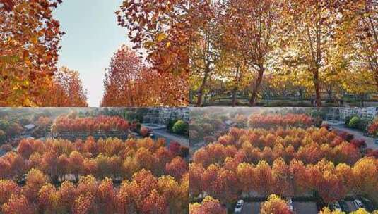 枫树枫林停车场 阳光穿透枫叶高清在线视频素材下载