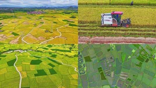 广西桂林阳朔十里画廊水稻农田丰收航拍合集高清在线视频素材下载