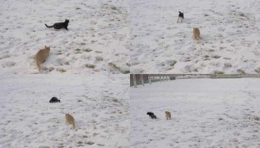 猫在雪地上打闹高清在线视频素材下载