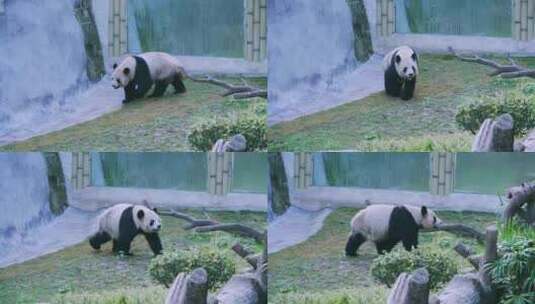 动物园大熊猫行走打滚高清在线视频素材下载