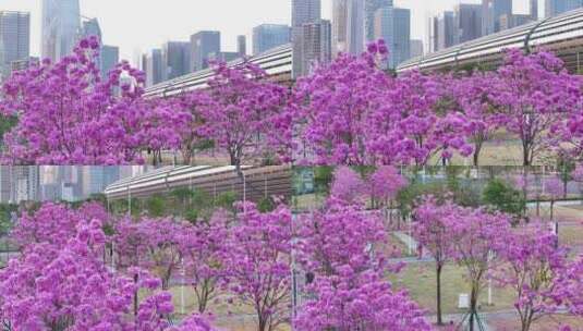 中国广东省广州市琶洲会展中心紫花风铃高清在线视频素材下载