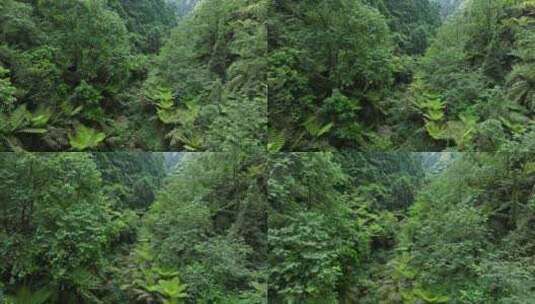 航拍四川野生原始桫椤树生长在小溪山林高清在线视频素材下载