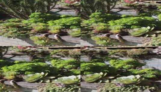 云南大理沐浴日光的多肉植物竖屏高清在线视频素材下载
