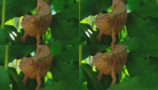 一只变色龙停在树叶上的特写镜头，它与周围高清在线视频素材下载