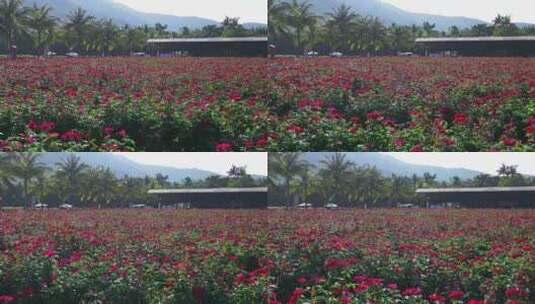 海南三亚博后村在红玫瑰花田中的高清在线视频素材下载
