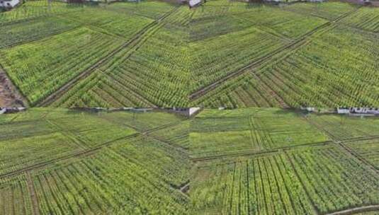 大疆农业无人机作业航拍高清在线视频素材下载
