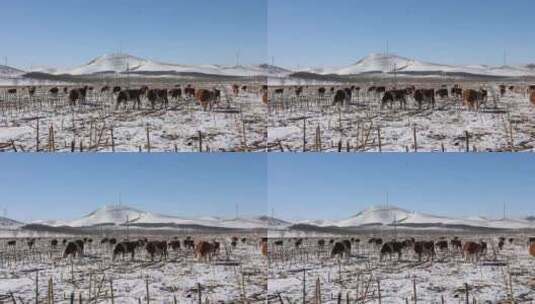 冬天雪地里的吃草的牛群高清在线视频素材下载