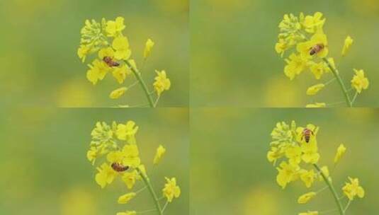 春天油菜花春暖花开蜜蜂采蜜高清在线视频素材下载