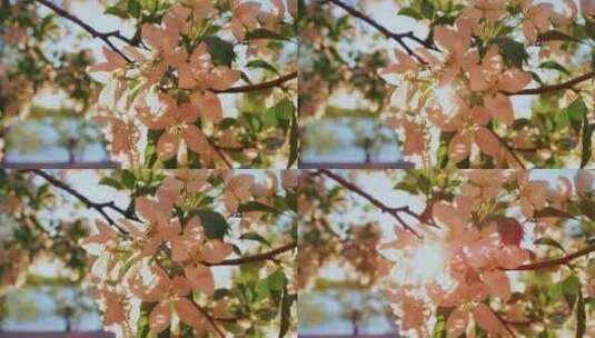 春天唯美花朵素材高清在线视频素材下载