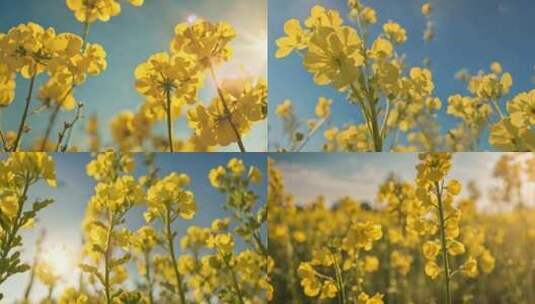 唯美油菜花花海农村乡村振兴庄稼高清在线视频素材下载