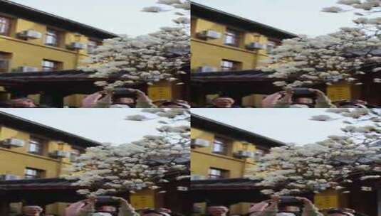 杭州法喜寺游客正在拍摄白玉兰竖版高清在线视频素材下载