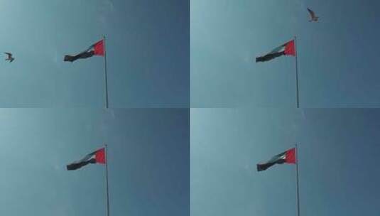 一只鸟飞过阿联酋国旗，在阿联酋阿布扎比1高清在线视频素材下载