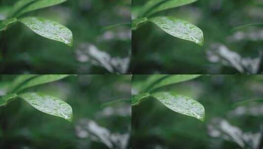 春雷春雨春天绿植雨滴露水水滴2526高清在线视频素材下载