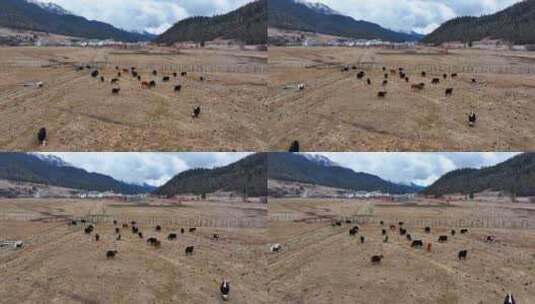 4K航拍西藏鲁朗国际旅游小镇牧场高清在线视频素材下载